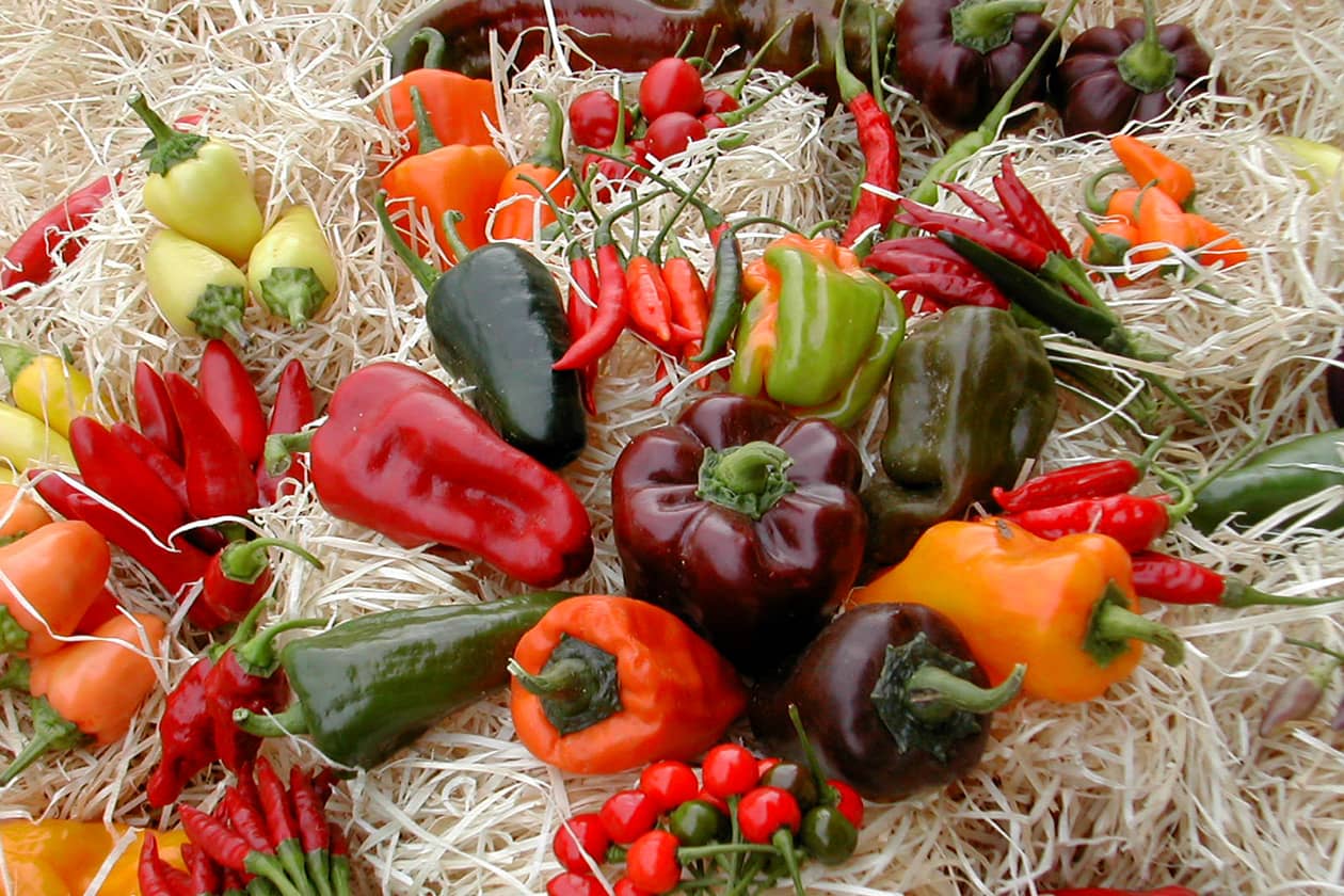 <hr>Diversité des fruits de piment/poivron.
