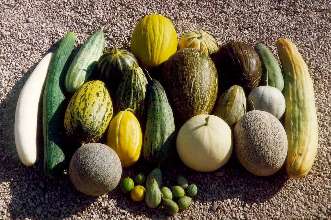 <hr>Diversité des fruits de melon.