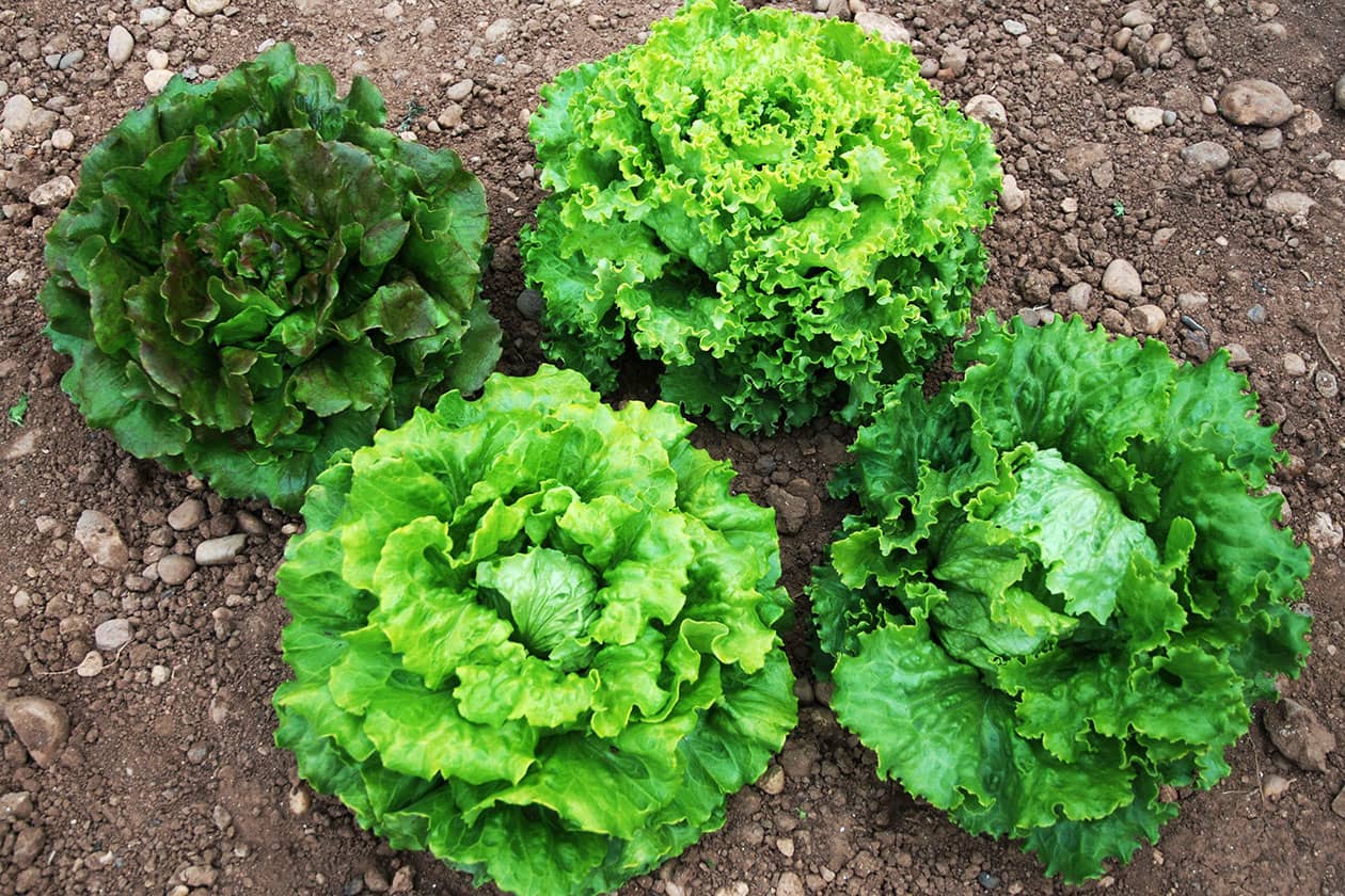 <hr>Diversité des Lactuca sativa (Batavia).