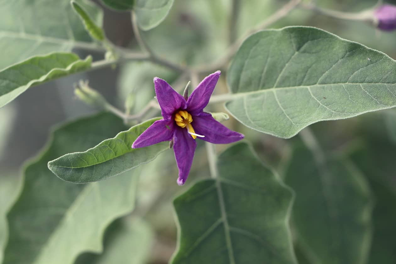 <hr>Conservation d’espèces apparentées, notamment de solanacées, comme cette fleur de l’espèce Solanum lidii Sunding.