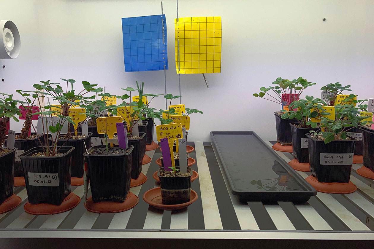 <hr>Intérieur d’une armoire de culture avec les plantes hôtes.