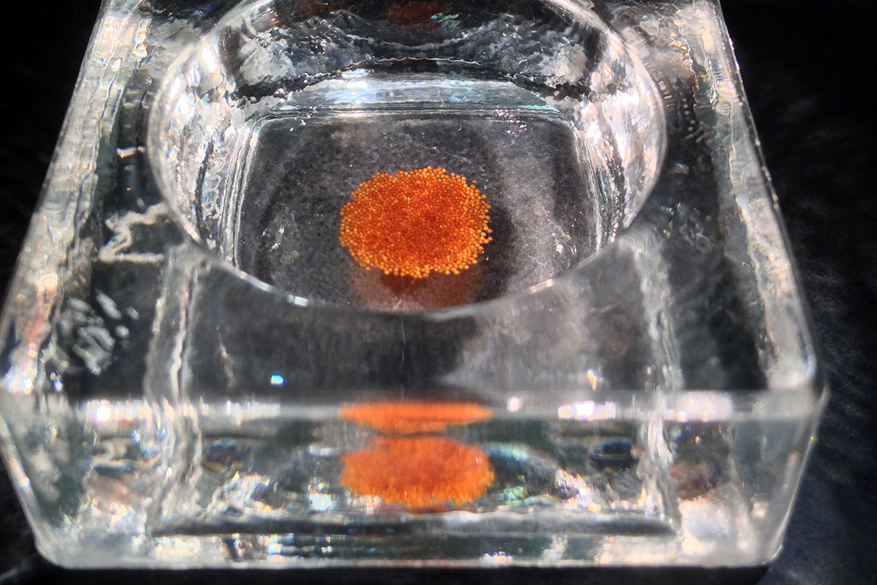 <hr>Spores de Diversispora epigaea BEG47.