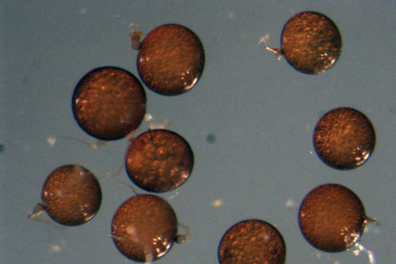 <hr>Spores de Racocetra castanea BEG1. © IBG.
