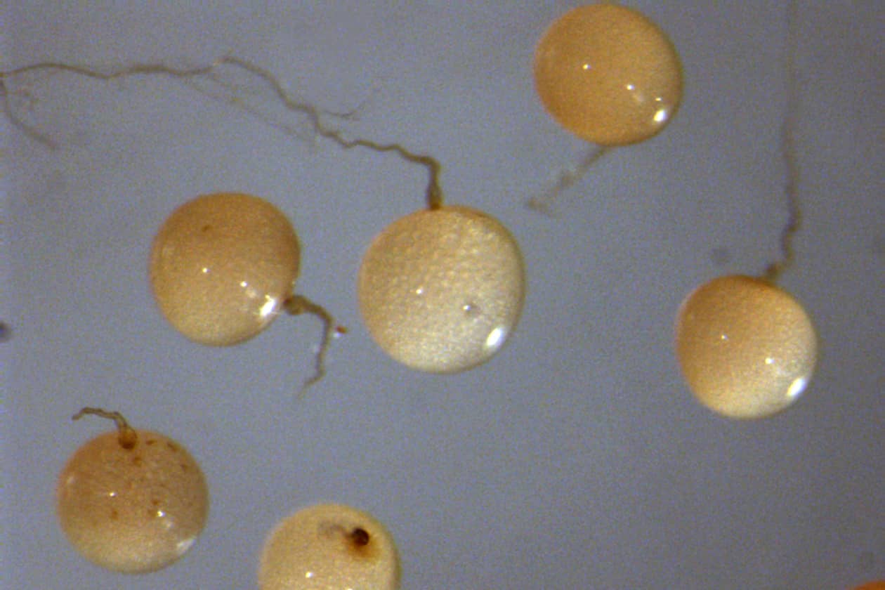<hr>Spores de Gigaspora rosea BEG9. © IBG.