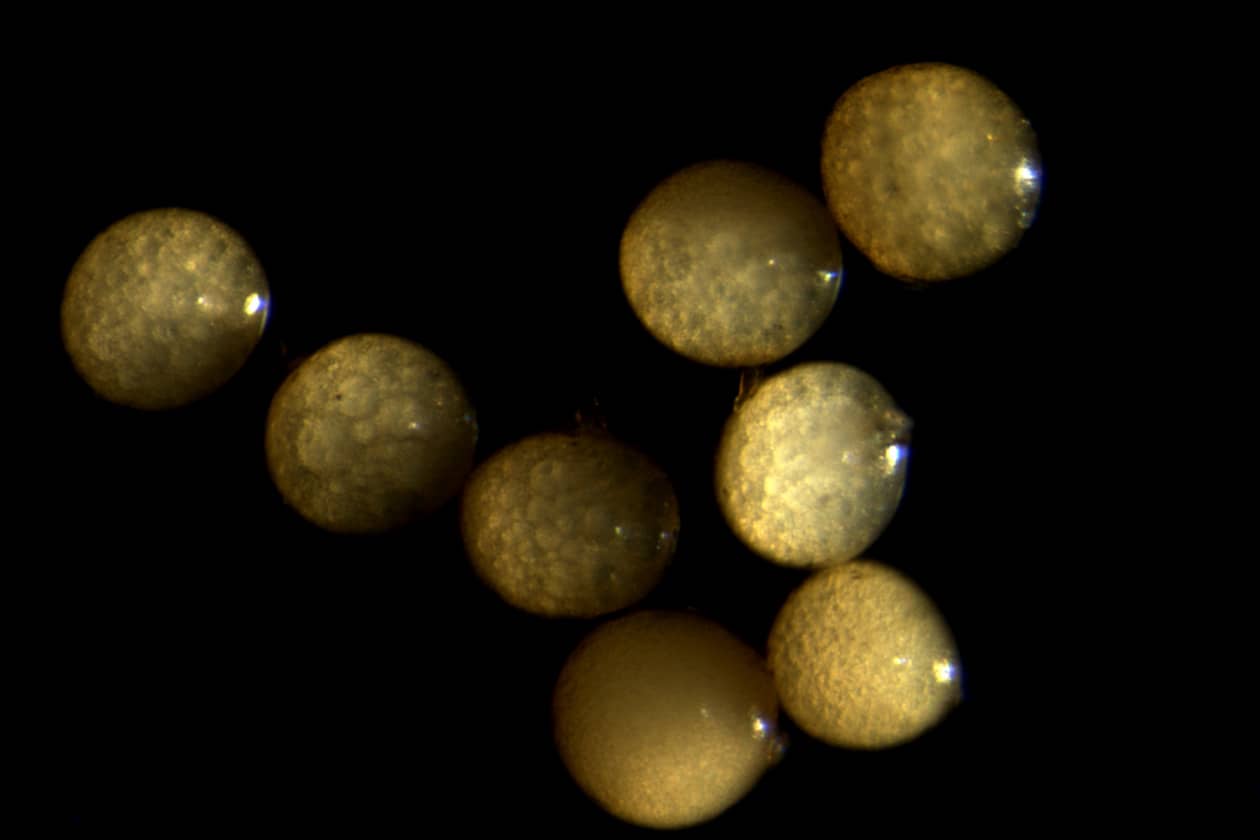 <hr>Spores de Funneliformis mosseae BEG240. © IBG.