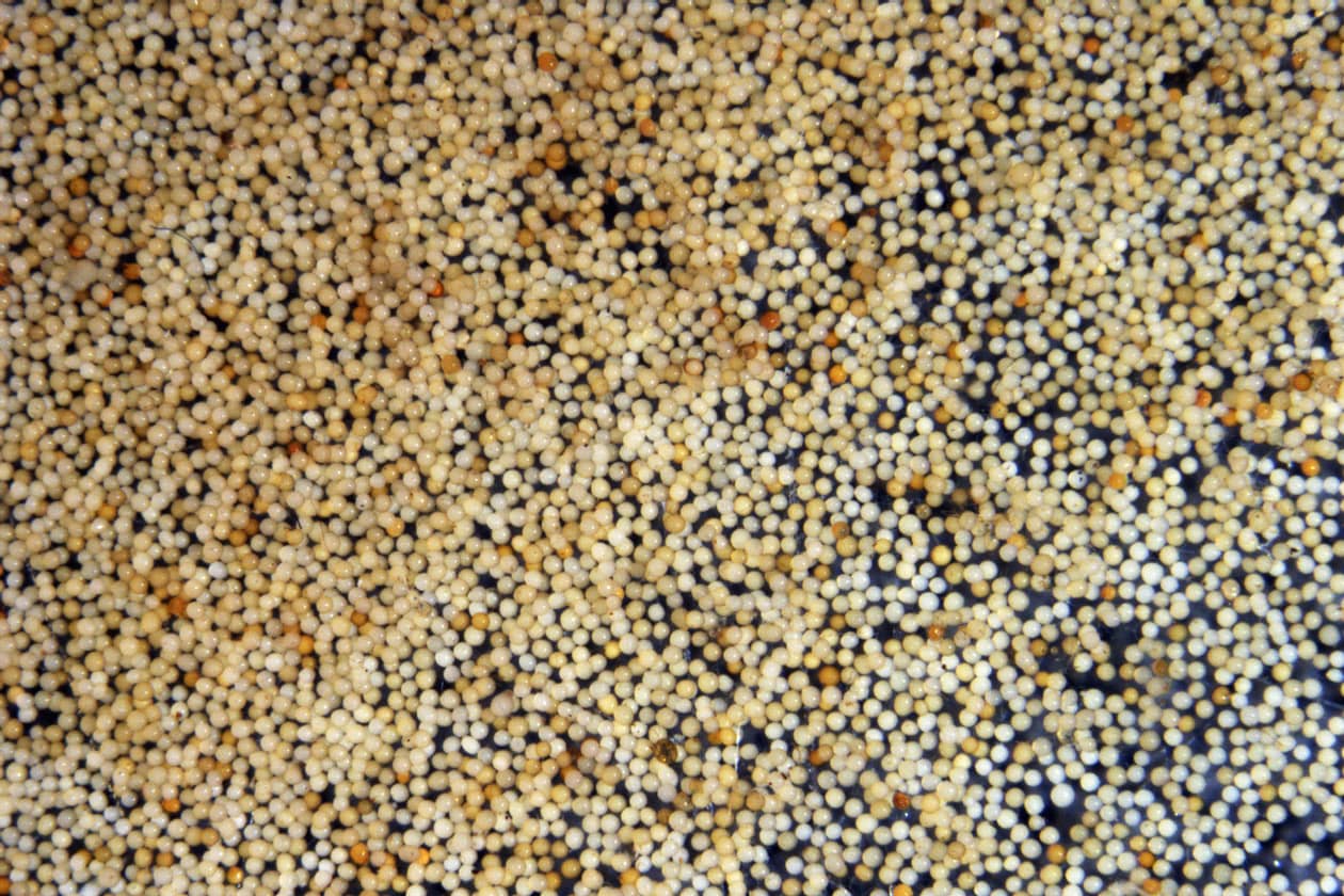 <hr>Spores de Diversispora epigaea BEG47. © IBG.