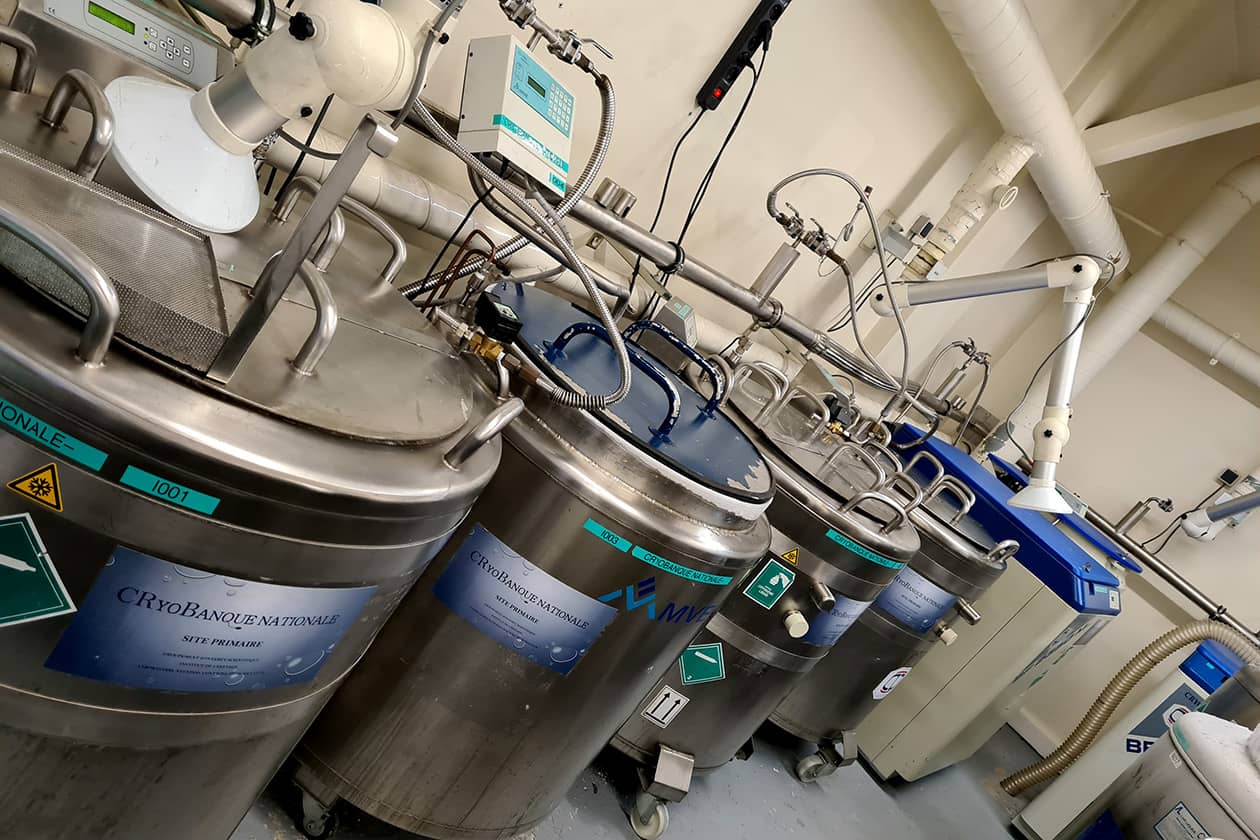 <hr>Cuves du site primaire de la cryobanque. © LNCR.