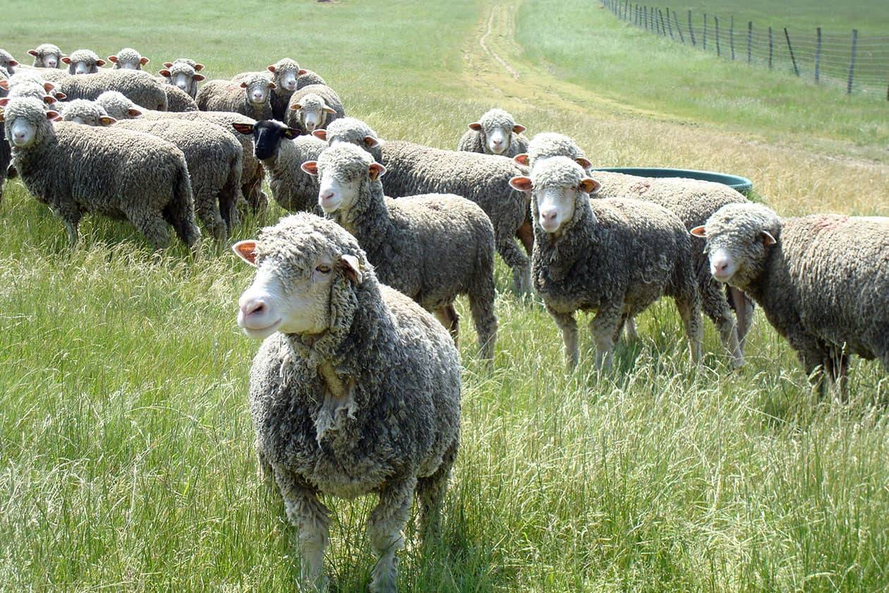 <hr>Troupeau de moutons Mérinos précoce.