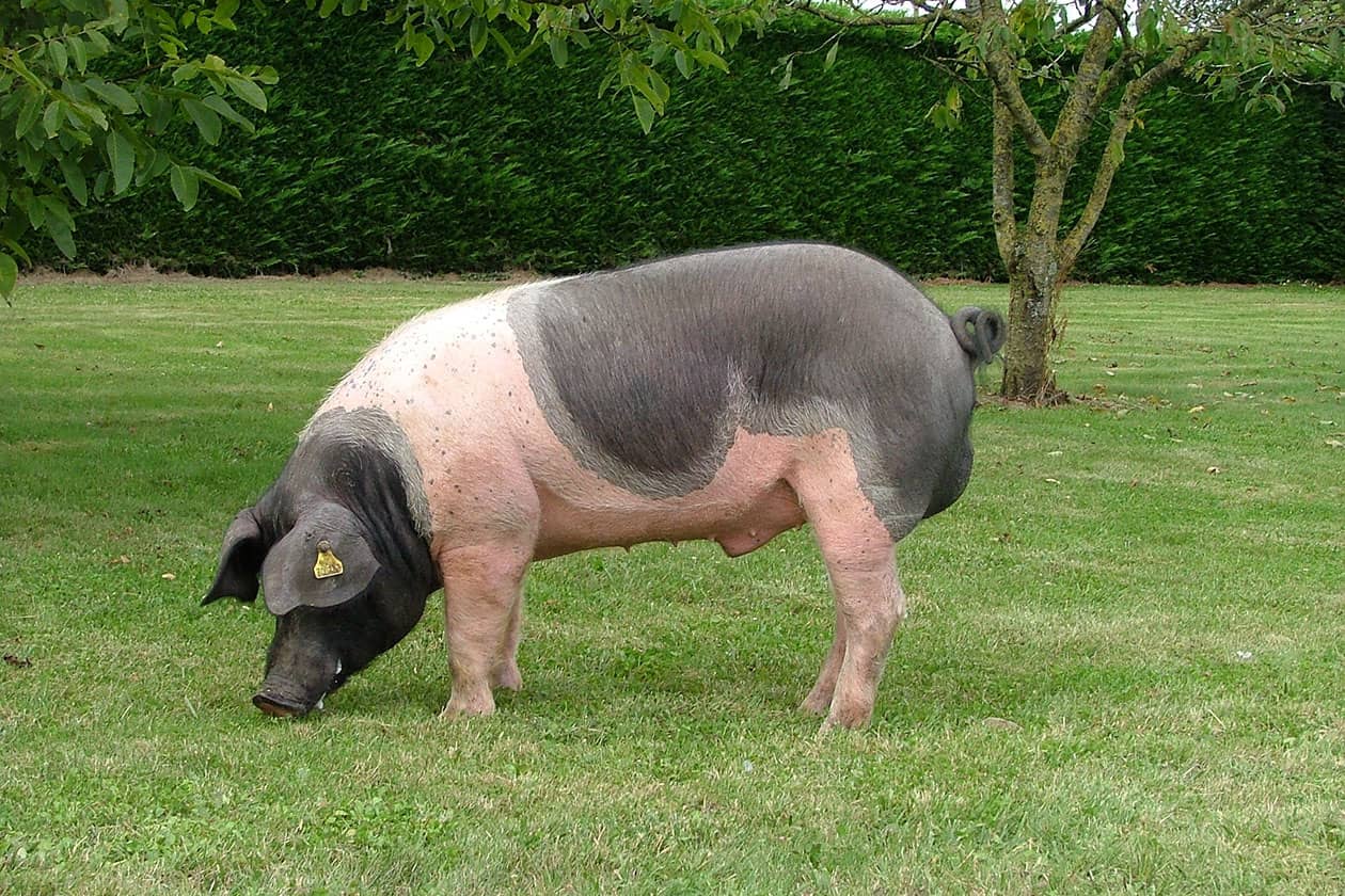 <hr>Verrat de la race locale Cul noir limousin. © INRAE.