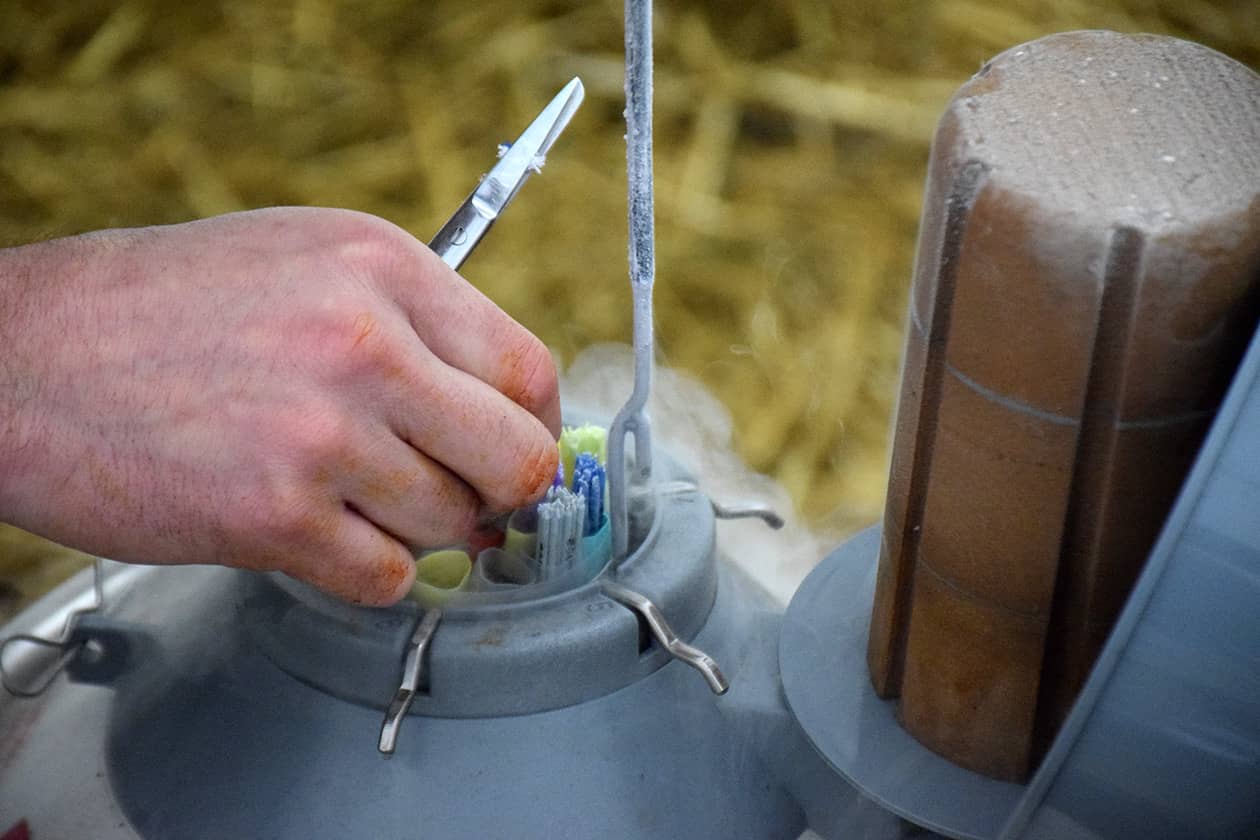 <hr>Utilisation de paillettes de semence en ferme. © Idele.