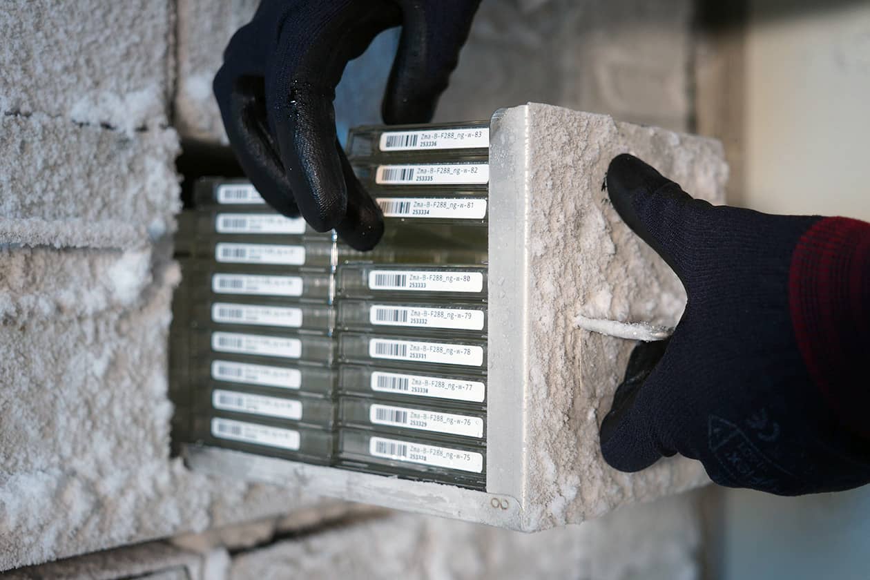 <hr>Stockage de clones BAC à -80°C.