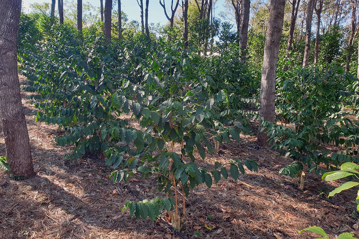 <hr>Collection au champ de caféiers Coffea arabica.