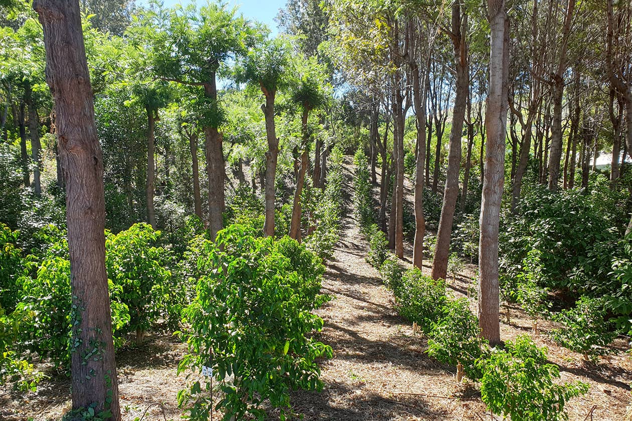 <hr>Collection au champ de caféiers Coffea stenophylla.