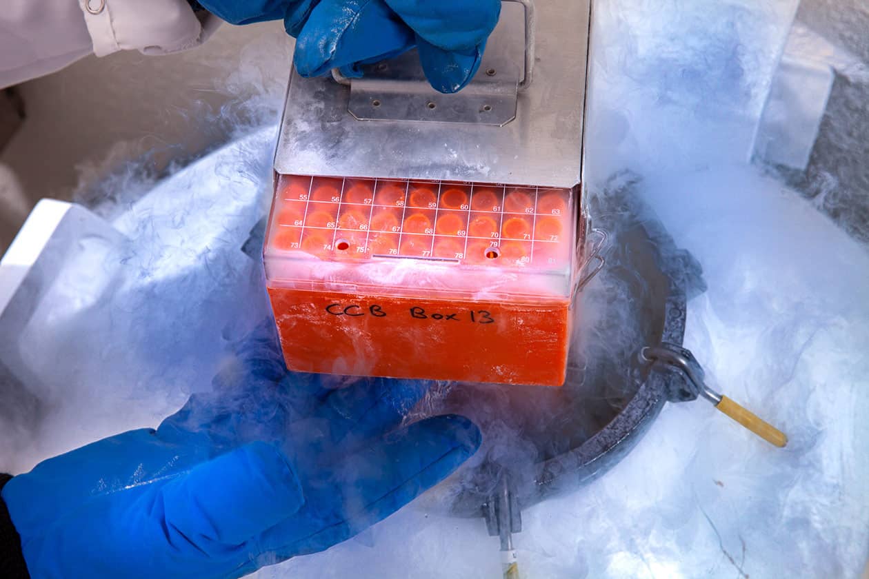 <hr>Cryobanque du CRB Coffea. © IRD, P. Landmann.