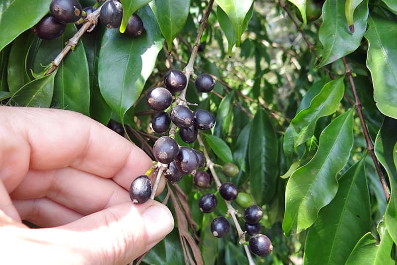<hr>Grains de caféier Coffea stenophylla.