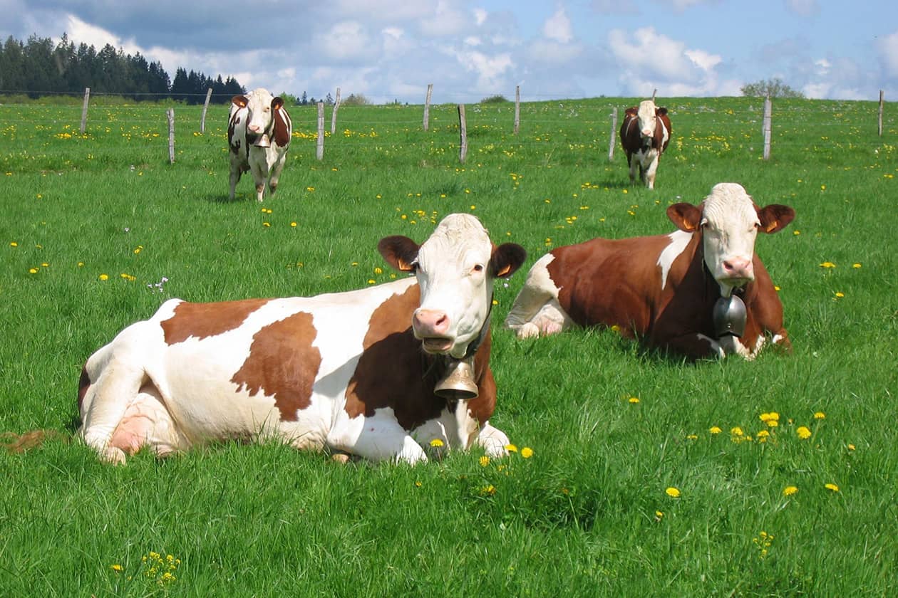 <hr>Le CRB aBRIDGe-Biobanque soutient les recherches en génomique pour les animaux d’élevage, concernant la diversité génétique et la réponse à la sélection.