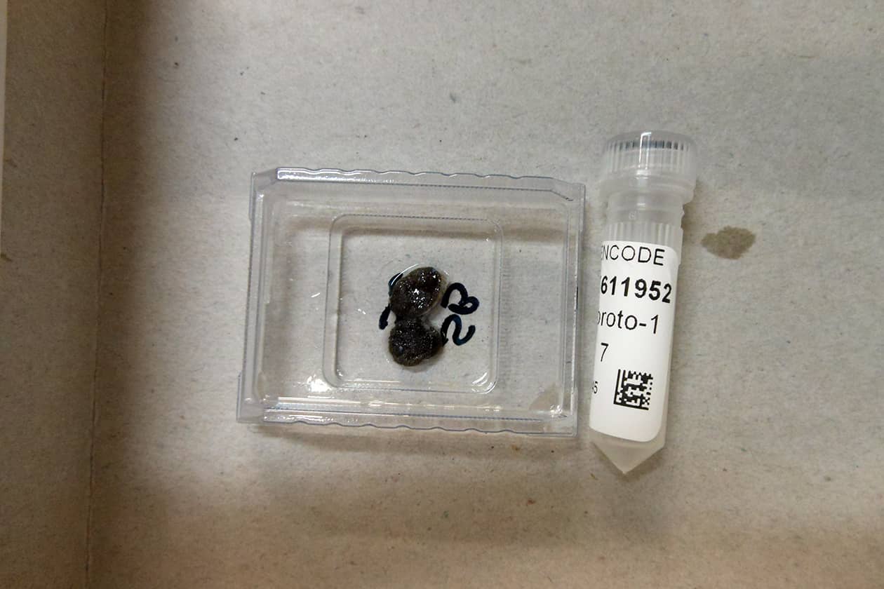 <hr>Les échantillons sont congelés en cryotubes de 2 mL ou conditionnés avec une résine protectrice dans un moule pour préserver la structure des tissus.
