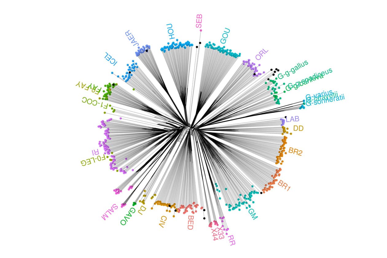 <hr>Arbre de classification moléculaire des races de poules et des espèces apparentées sauvages établi après génotypage des collections du CRB.