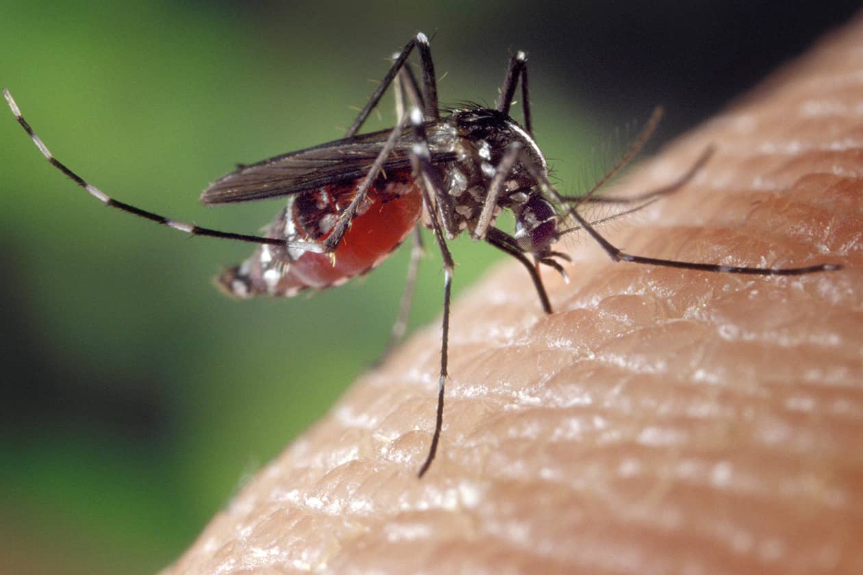 <hr>Moustique vecteur de maladies infectieuses.
