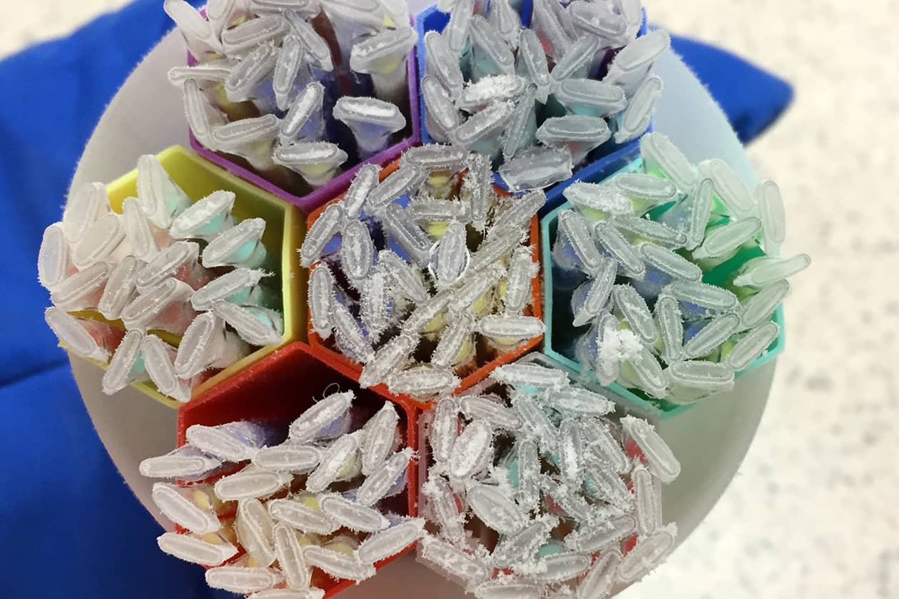 <hr>Paillettes de sérum conservées sous azote liquide.