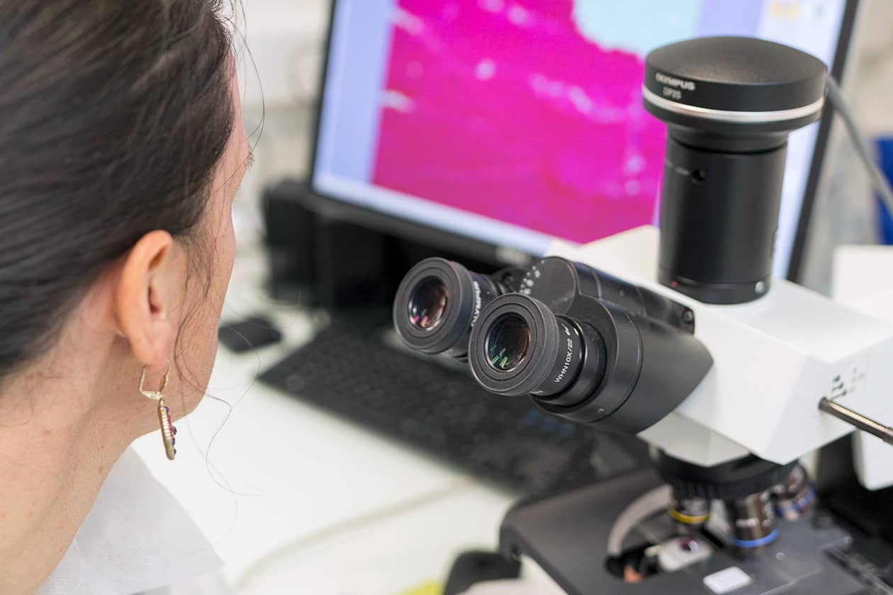 <hr>Coupe de tissu observée au microscope.