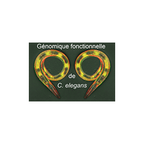 Génomique fonctionnelle de C. elegans