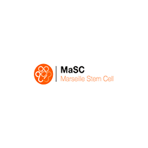 Marseille stem cells (MaSC)