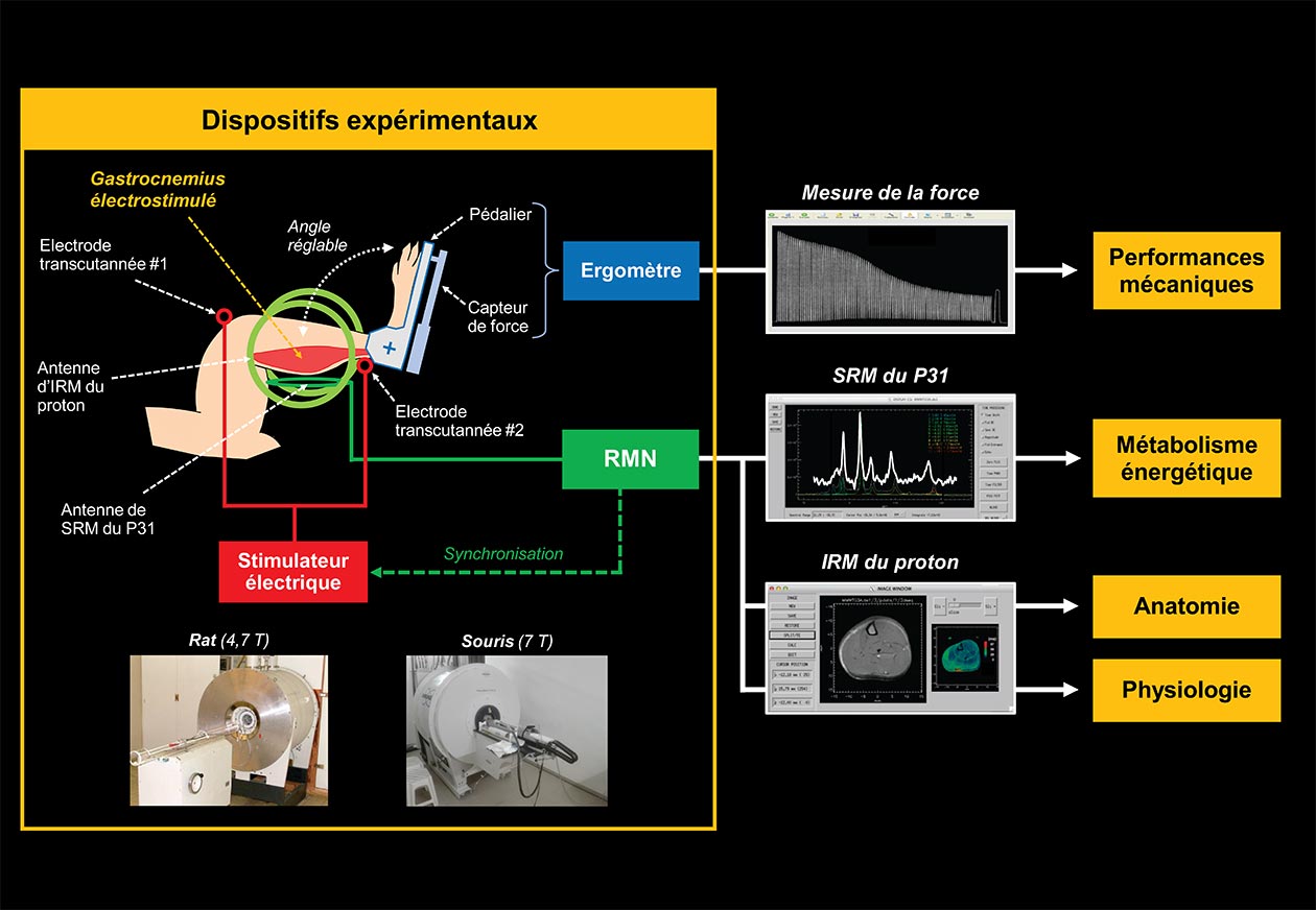 <hr>Exploration du système musculo-squelettique du rongeur par IRM/SRM multimodale à haut champ.