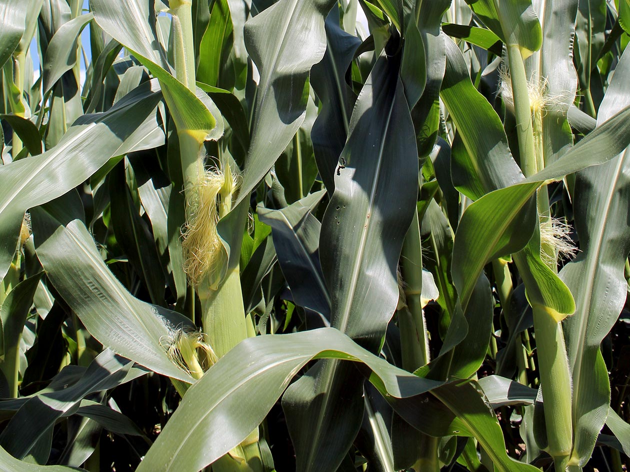 <hr>La plateforme Bordeaux Metabolome participe aux projets ANR BTBR Amaizing, Sunrise et BreedWheat.