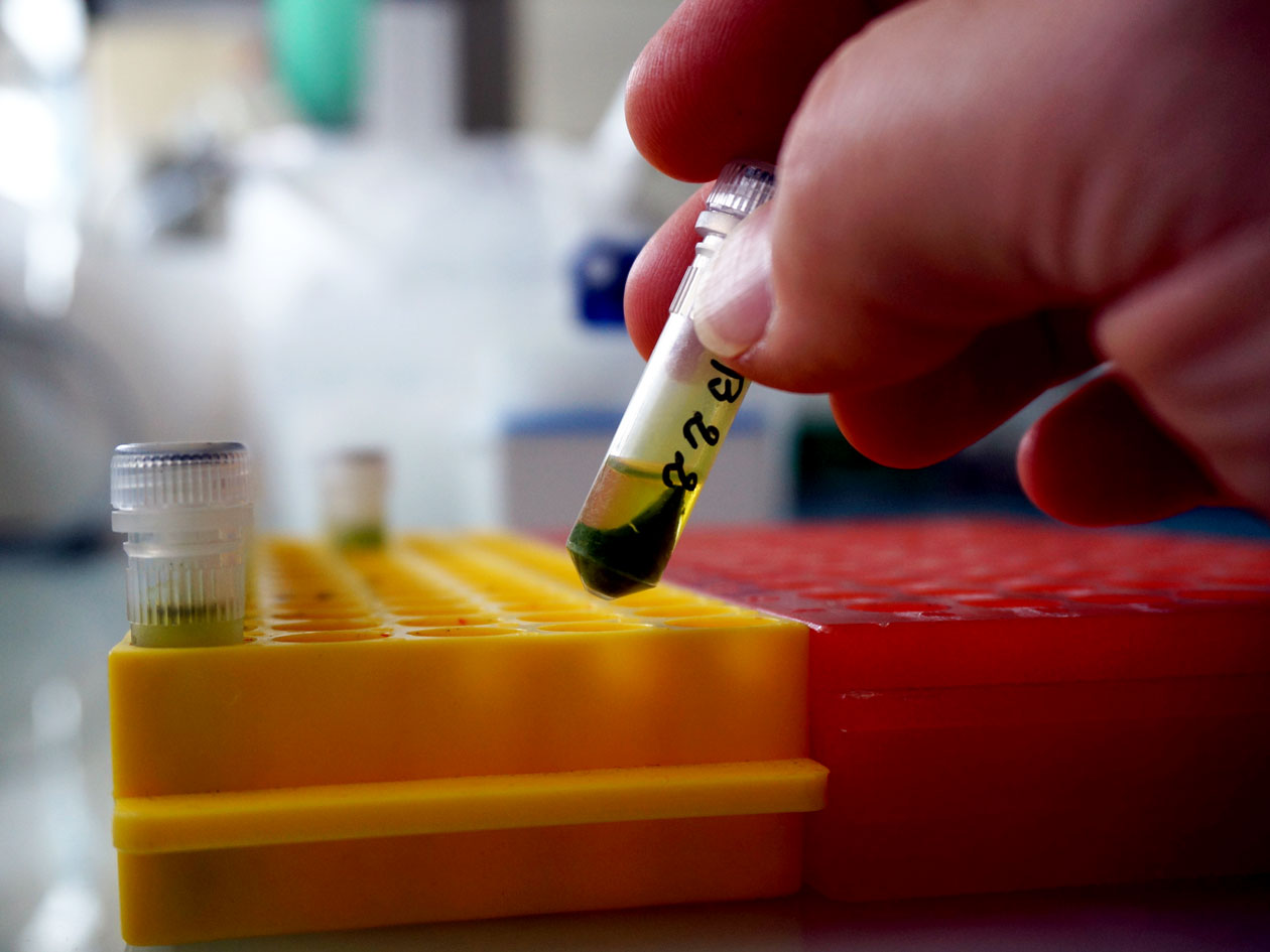 <hr>Extraction de métabolites, une étape clé en métabolomique végétale.