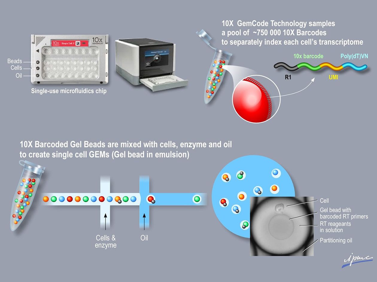 <hr>Analyse transcriptomique sur cellule unique avec le Chromium single cell controller 10x Genomics.