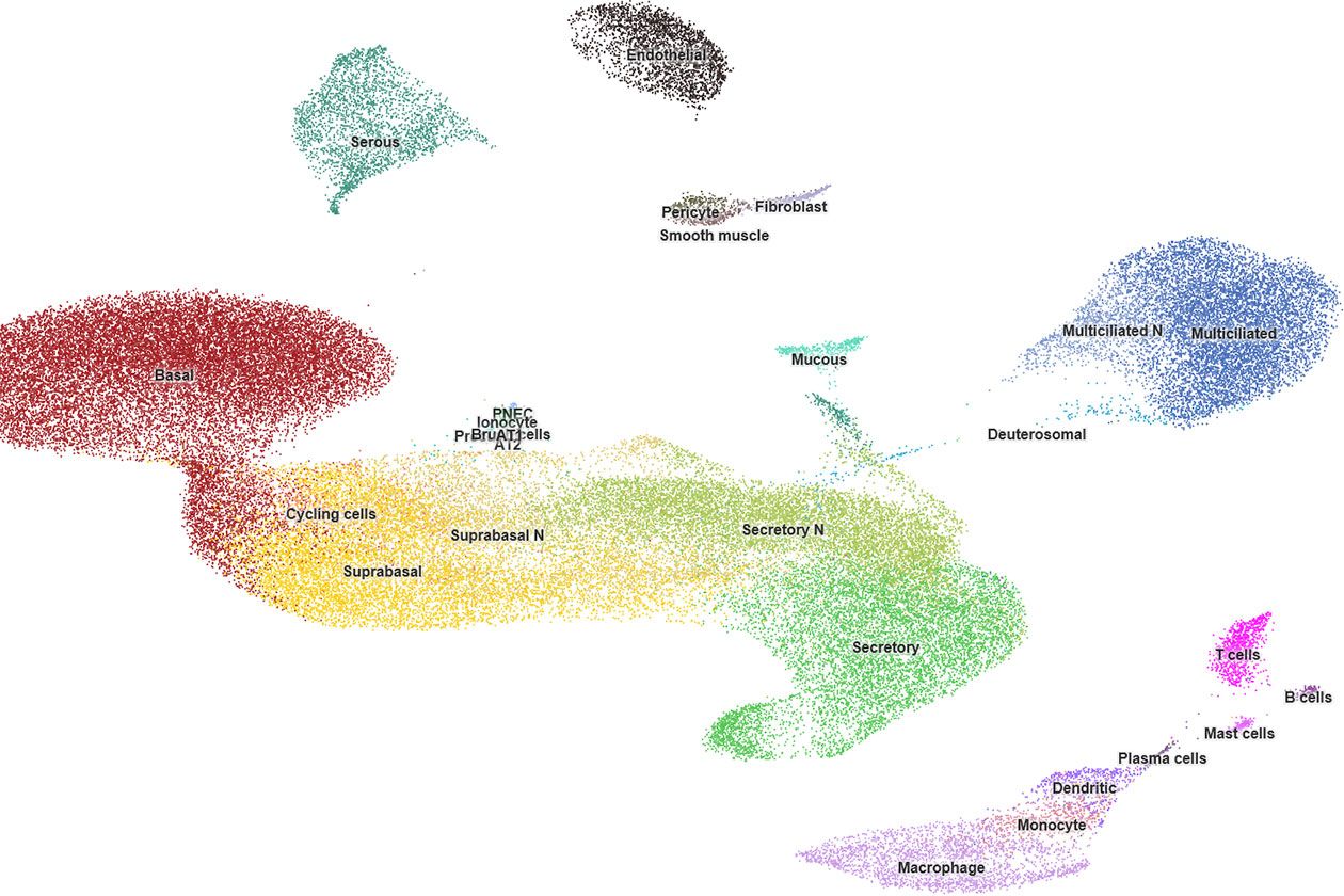 <hr>Atlas d’expression génique des voies aériennes chez l’Homme sain. Chaque type de cellules est représenté par une couleur.