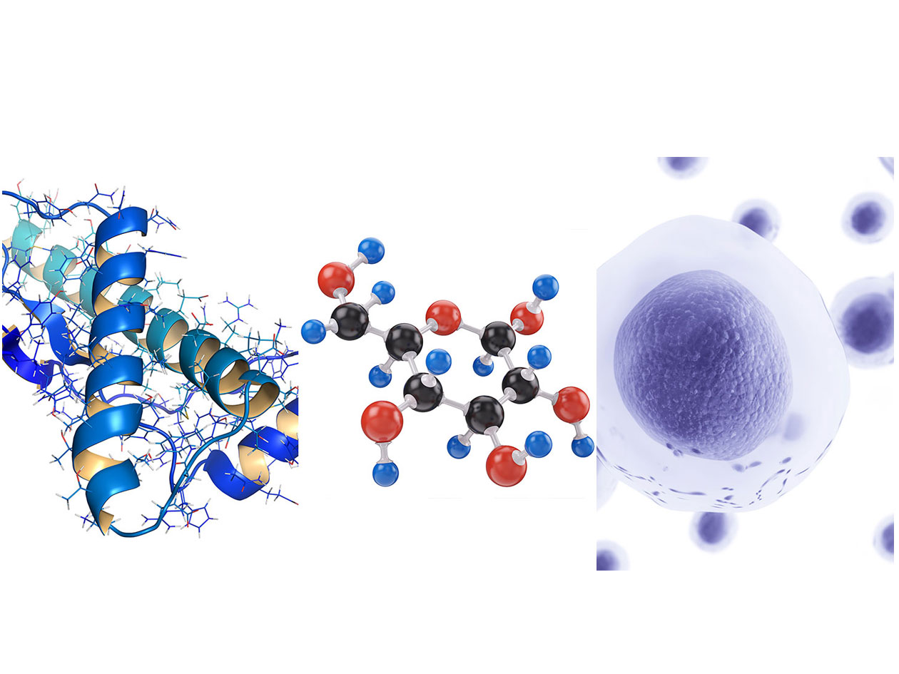 <hr>Quantification absolue de l’hématocrite tissulaire cérébrale obtenue par autoradiographie des globules rouges et du plasma sur des coupes de cerveau.