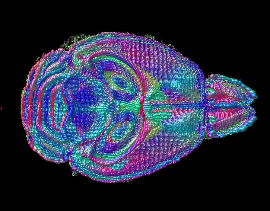 <hr>IRM de tenseur de diffusion de cerveau de souris.