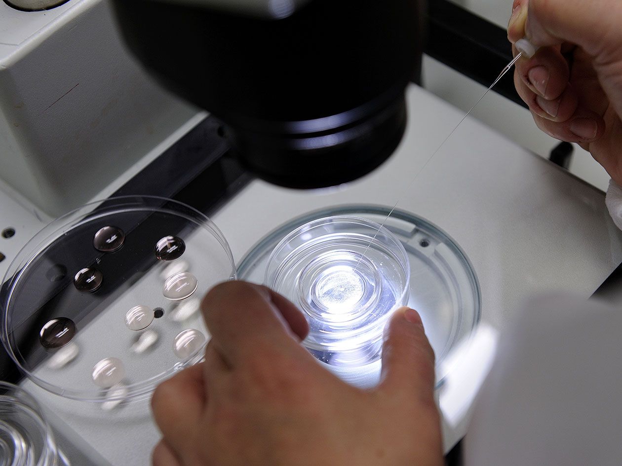 <hr>Récupération et rinçage d'embryons de souris après fécondation in vitro au plateau AniRA-PBES. © P. Delapierre, Inserm.
