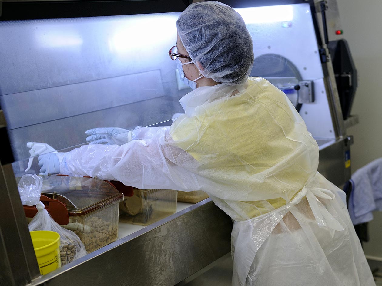 <hr>Changement de litière des souris (placées en système de confinement) sous isolateur en zone sécurisée de niveau 3 à l’animalerie AniRA-PBES. © P. Delapierre, Inserm.