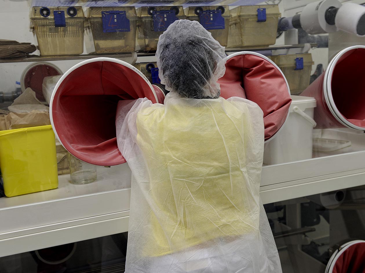 <hr>Isolateur en zone sécurisée de niveau 3 à l’animalerie AniRA-PBES. © P. Delapierre, Inserm.