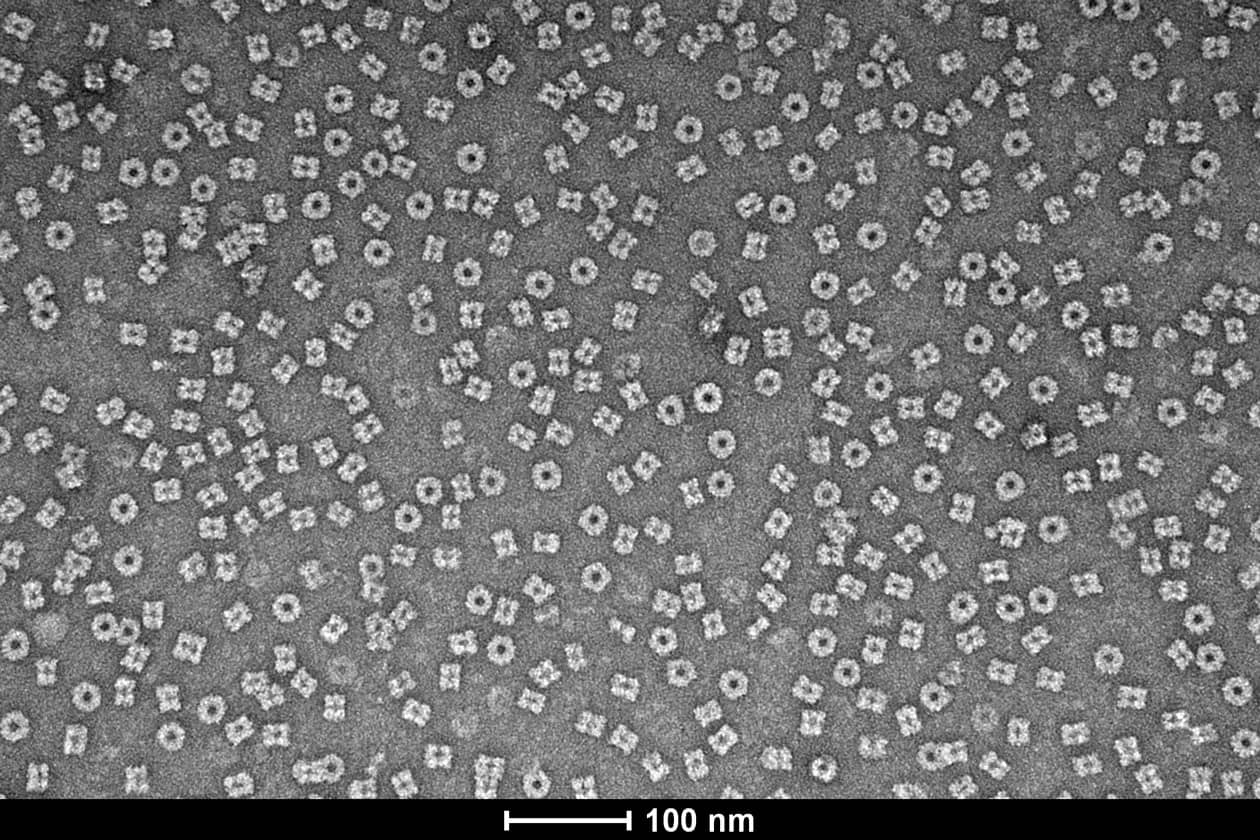 <hr>Micrographie à coloration négative des pores de coiffe du virus Chikungunya obtenue au service de microscopie électronique du laboratoire AFMB. © Jones et al., Nature, 2021.