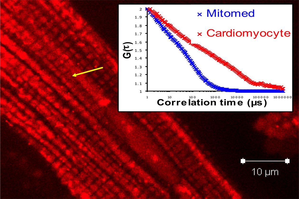 <hr>Compartimentalisation de l’ATP dans des cardiomyocytes (FCS).