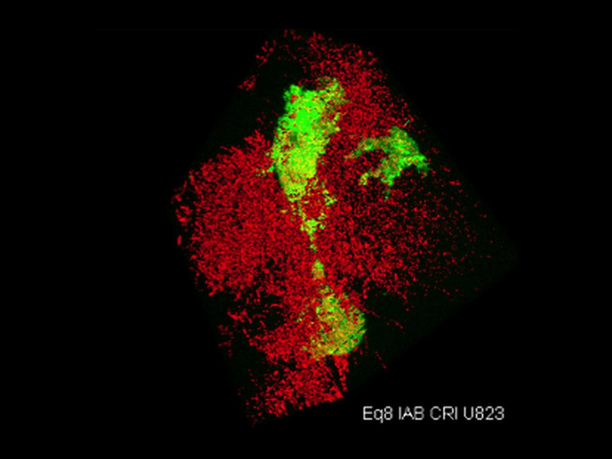 <hr>Croissance cellulaire en 3D et remodelage de la matrice extracellulaire.