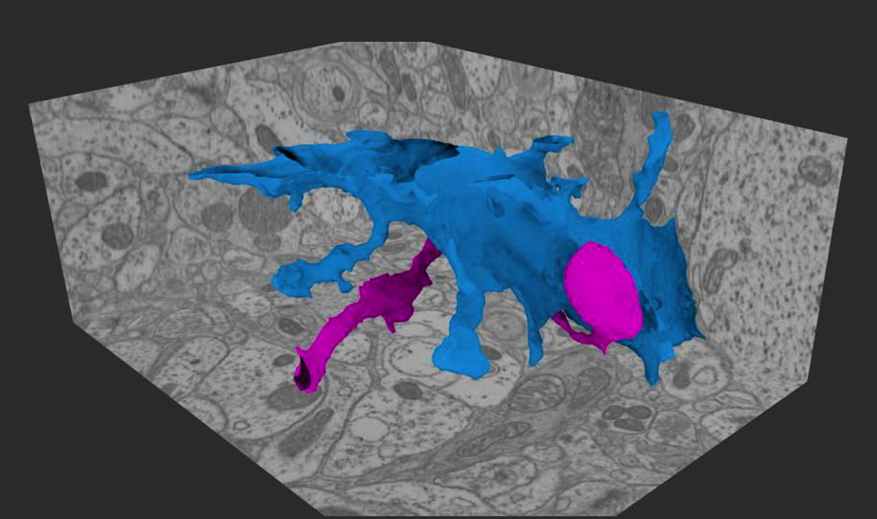 <hr>Reconstruction 3D par microscopie FIB d’un astrocyte (en cyan) et d’un neurone (en magenta, bouton synaptique).