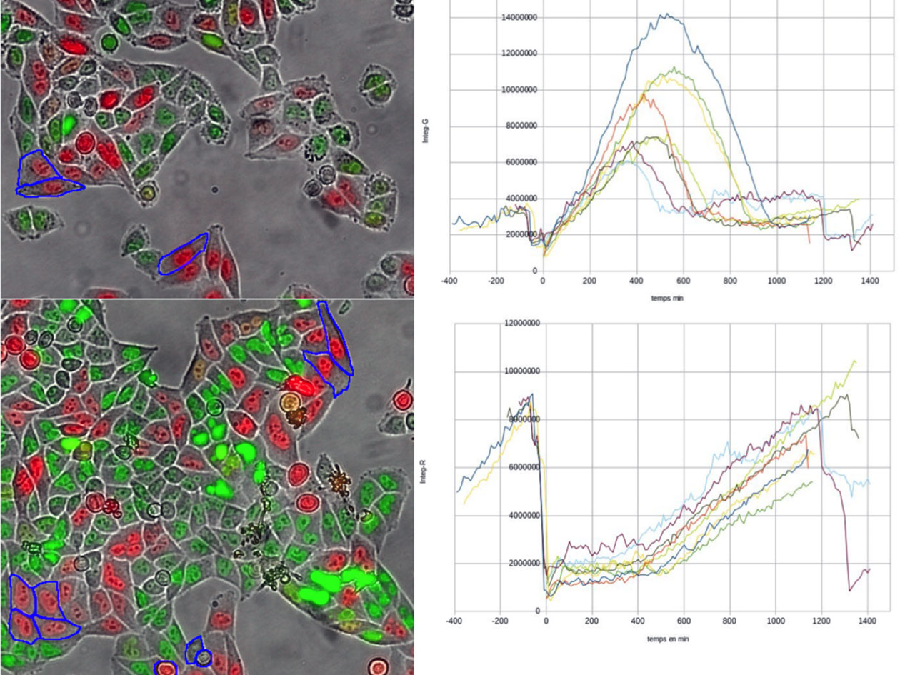 <hr>Caractérisation de cellules FUCCI sur un cycle cellulaire (t= 0 en haut, t=28h en bas, courbe supérieure pour la fluorescence verte et inférieure pour la fluorescence rouge).
