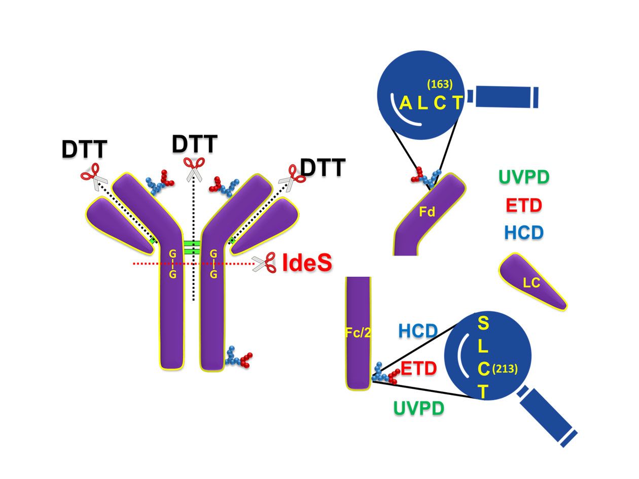 <hr>Caractérisation d’immunoconjugués par spectrométrie de masse.