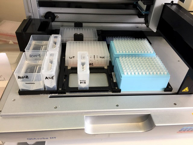 <hr>Robot d’extraction d’ARNs en plaque 96 puits Qiagen Qiacube HT.