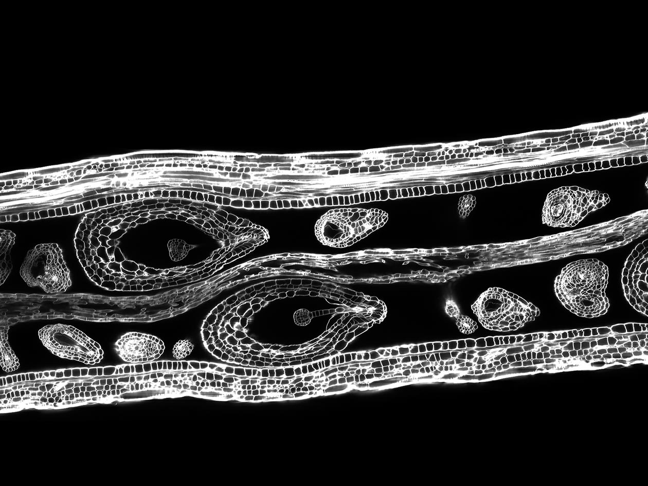 <hr>Observation au microscope confocal d’une silique d’Arabidopsis thaliana transparisée. Les graines et les embryons sont visibles.