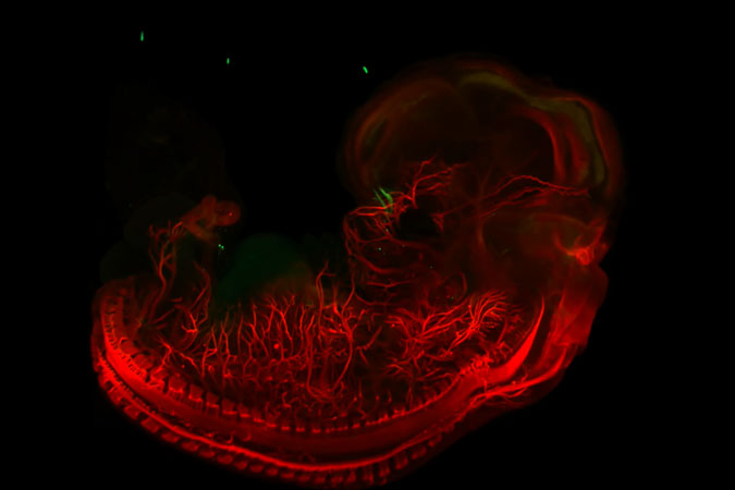 <hr>GnRH (vert) et périphérine (rouge) observées en microscopie à feuille de lumière sur neurones. Echelle : 1 000 µm. © Inserm, P. Giacobini.