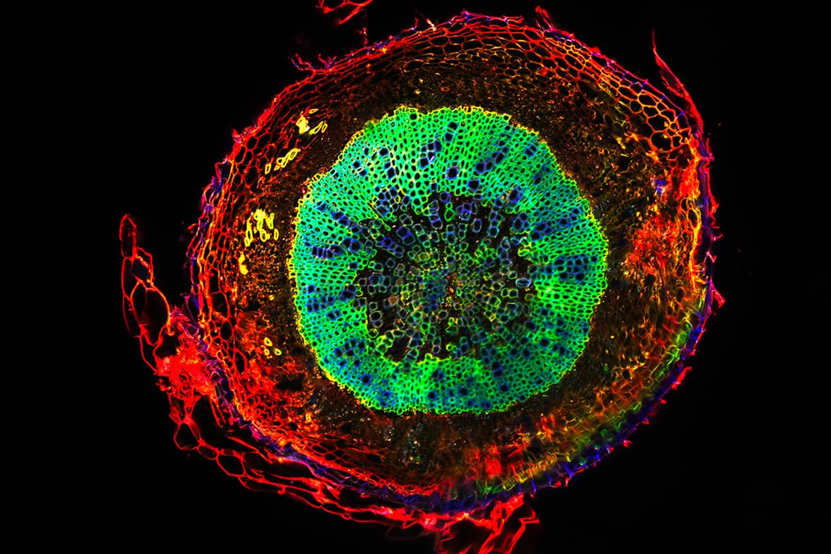 <hr>Cosmo végétal. Image lauréate du prestigieux concours «La preuve par l’image» du CNRS en 2023. © C. Simon, T. Bance, S. Hawkins, C. Lion, C. Biot, C. Spriet.