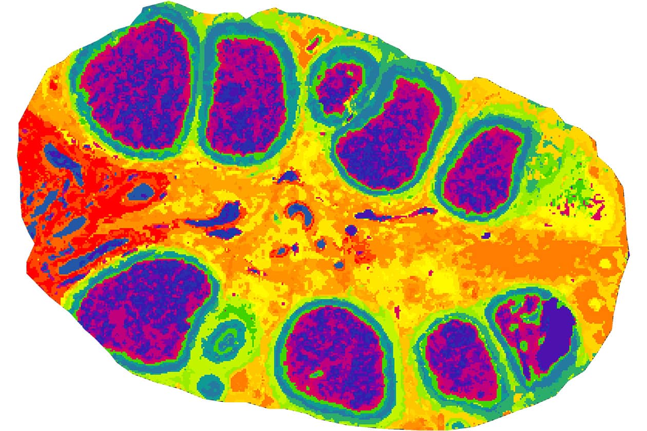 <hr>Imagerie moléculaire lipidique MALDI-TOF d’une coupe entière d’ovaire de brebis : carte de segmentation lipidique.