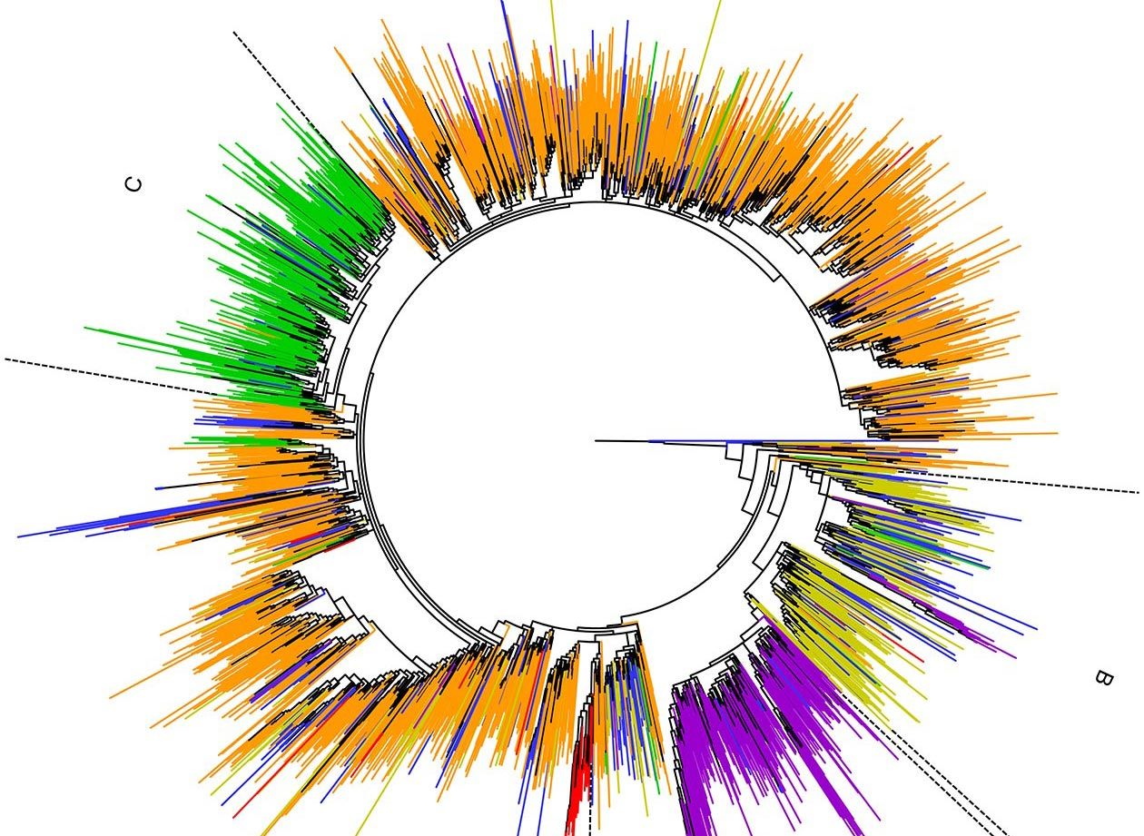 <hr>Arbre phylogénétique obtenu par maximum de vraisemblance à partir de 3 081 séquences du gène pol du sous-type C du VIH-1.