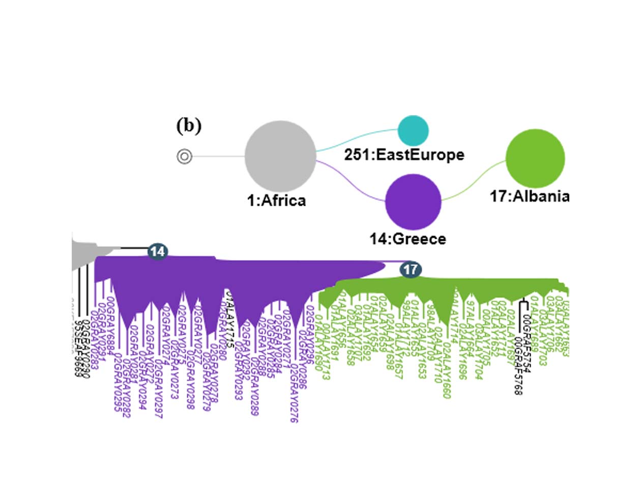 <hr>Représentation graphique d’un arbre phylogénétique avec annotations géographiques, obtenu à partir des données de l’analyse épidémiologique du VIH-1A en Albanie (Salemi et al. 2008).